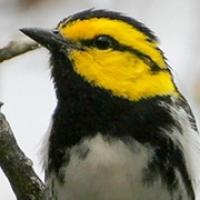 Golden-cheeked Warbler