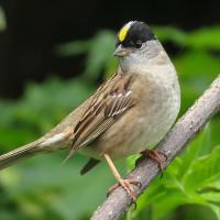 Golden-crowned Sparrow