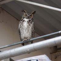 Great Horned Owl perched on railing in urban area