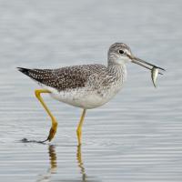Greater Yellowlegs