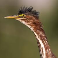 Green Heron