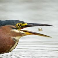 Green Heron