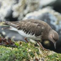 Black Turnstones