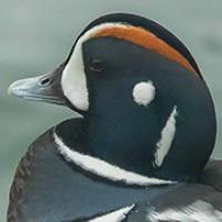 Harlequin Duck