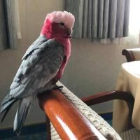 Rose-breasted Cockatoo