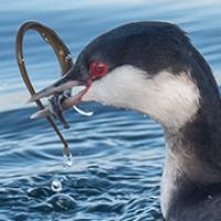 Horned Grebe