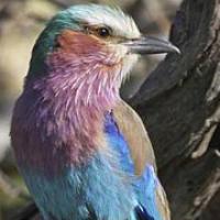 Lilac-breasted Roller