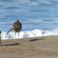 Long-billed Curlews