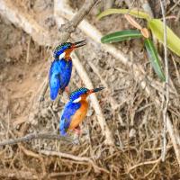 Malachite Kingfishers