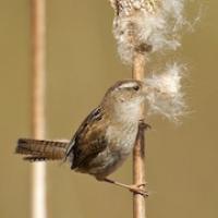 Marsh Wren