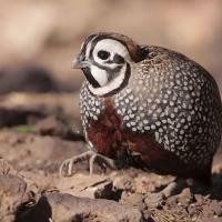 Montzuma Quail