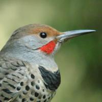 Northern Flicker