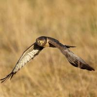 Northern Harrier