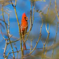 Male Northern Cardinal singing