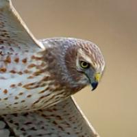 Northern Harrier
