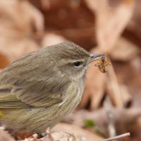 Palm Warbler