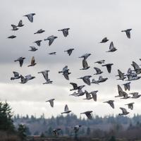 Pigeon flock