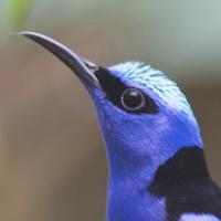 Closeup of a red-legged honeycreeper, a bird with a blue face and curved bill