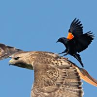 Red-winged blackbird attacks Red-tailed Hawk