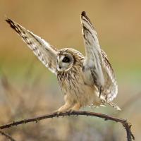 Short-eared Owl