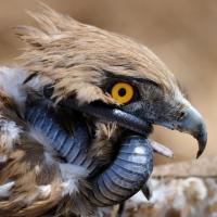 Short-toed Snake-Eagle