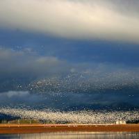 Snow Geese flock take flight