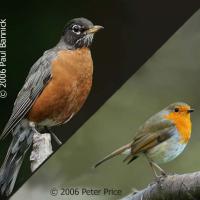 American Robin compared to European Robin