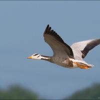 Bar-headed Goose