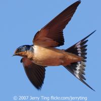 Barn Swallow in Flight