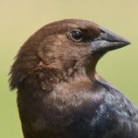 Bronze-headed Cowbird