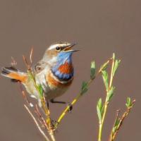 Bluethroat singing