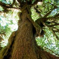 Looking up the trunk of a large tree toward the sunlight filtering through the branches