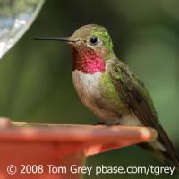 tom mann hummingbird bird super 60 trap depth finder