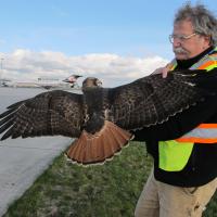 Bud Anderson helping safely remove a Red-tailed Hawk from airport area
