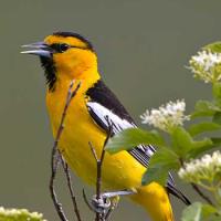 Bullocks Oriole