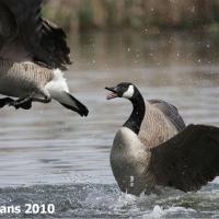 Canada goose shop 12 ans