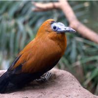 Capuchinbird