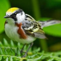 Chestnut-sided Warbler