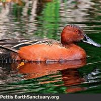Cinnamon Teal