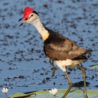 Comb-crested Jacana carrying a chick