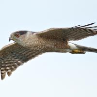 Cooper's Hawk in flight