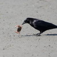 Crow with crab