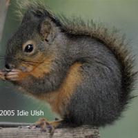Douglas Squirrel