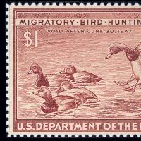 Duck Stamp - Bob Hines