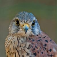 Eurasian Kestrel