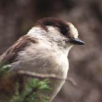 Gray Jay