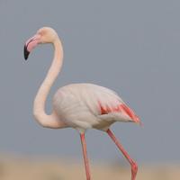 Greater Flamingo