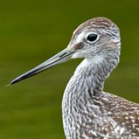 Greater Yellowlegs