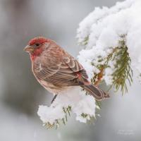 Male House Finch perched on a snowy branch, his light brown and red plumage vivid against the snow.