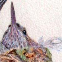 Illustration of a hummingbird on her nest